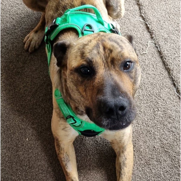 Buddy - Staffi X - BOI Animal Rescue Trust Carousel 2