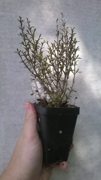 Coprosma Matai Magic Carousel 1