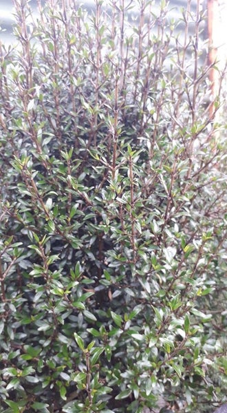 Coprosma Matai Magic Carousel 2