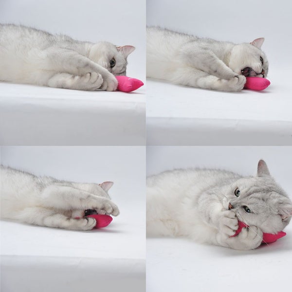 Interactive Catnip Pet Pillow Toy for Cats: Teeth Grinding and Claw Fun Carousel 2