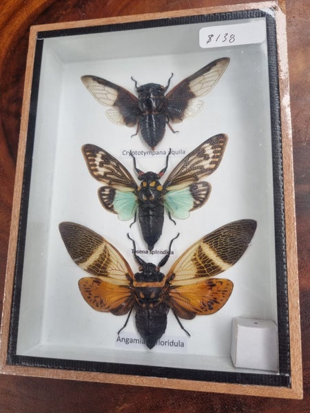 Taxidermied Beetles Carousel 1