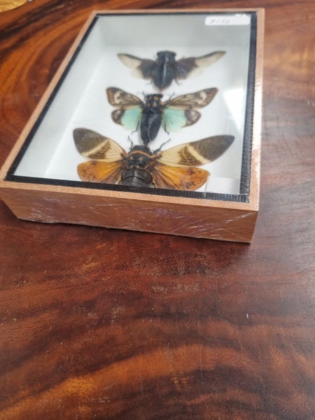 Taxidermied Beetles Carousel 2
