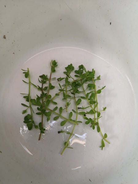Fish Tank Plant - Bacopa monnieri - Babies tears 10 Stems Carousel 1