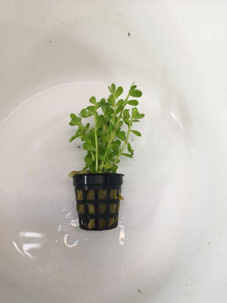 Fish Tank Plant - Bacopa monnieri - Babies tears 10 Stems Carousel 2