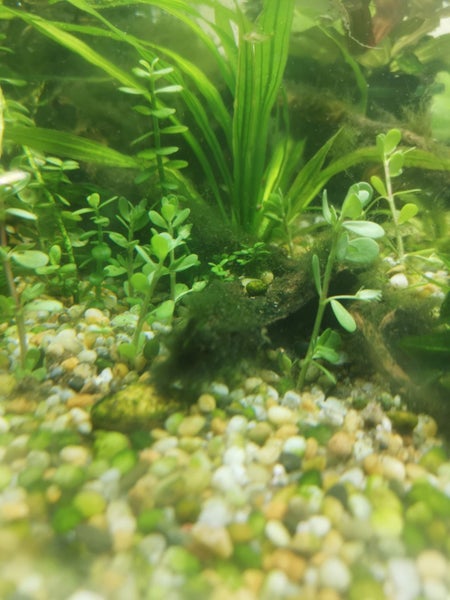 Fish Tank Plant - Bacopa monnieri - Babies tears 10 Stems Carousel 3