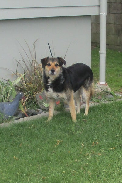 HUMANE SOCIETY RESCUE DOG - DIXIE A HUNTAWAY X COLLIE Carousel 1