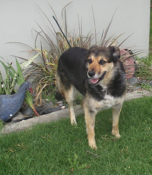 HUMANE SOCIETY RESCUE DOG - DIXIE A HUNTAWAY X COLLIE Carousel 2