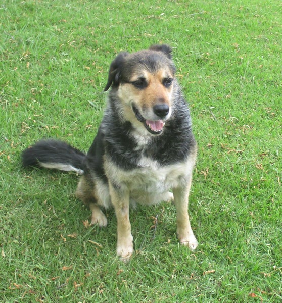 HUMANE SOCIETY RESCUE DOG - DIXIE A HUNTAWAY X COLLIE Carousel 3