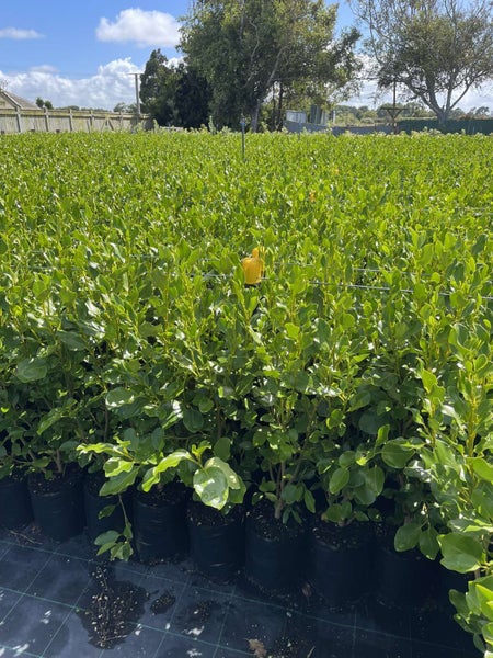 Griselinia 'Broadway Mint' PB8 100 plants Carousel 1