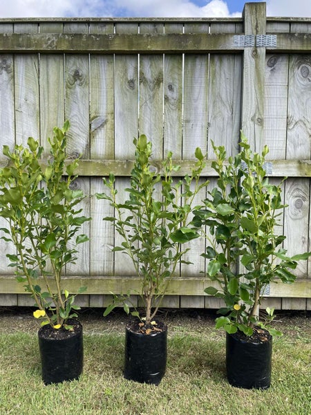 Griselinia 'Broadway Mint' PB8 100 plants Carousel 2