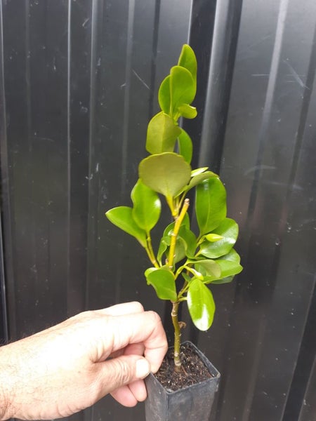 Griselinia Hedge plants x 100 plants - Carousel 2