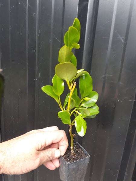 Griselinia Hedge plants x 100 plants - Carousel 3