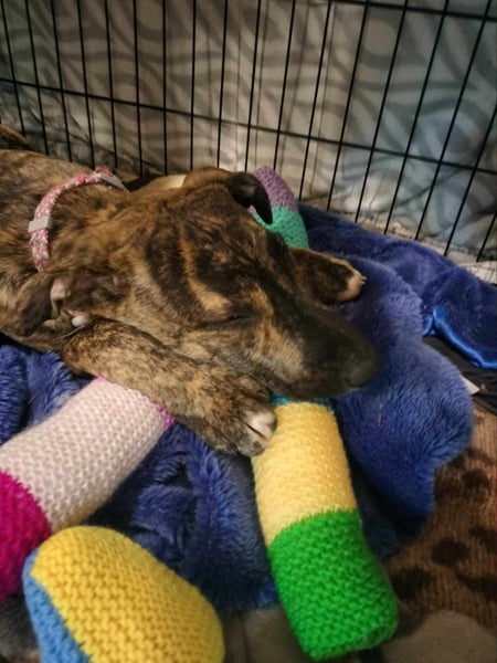 Pound Paws Rescue - Ratu - Waimate Carousel 4