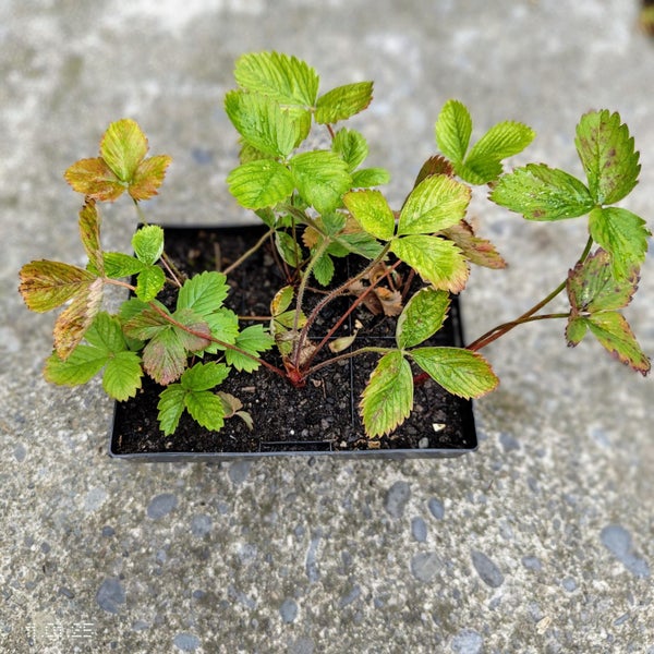 6 Wild Strawberry plants Carousel 1