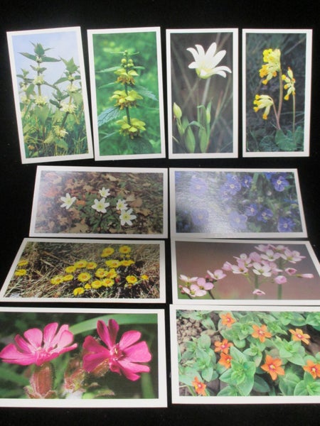 CG 6616 - Original Tobacco Cigarette Card - Britains Wild Flowers - Issue 1986 Carousel 1
