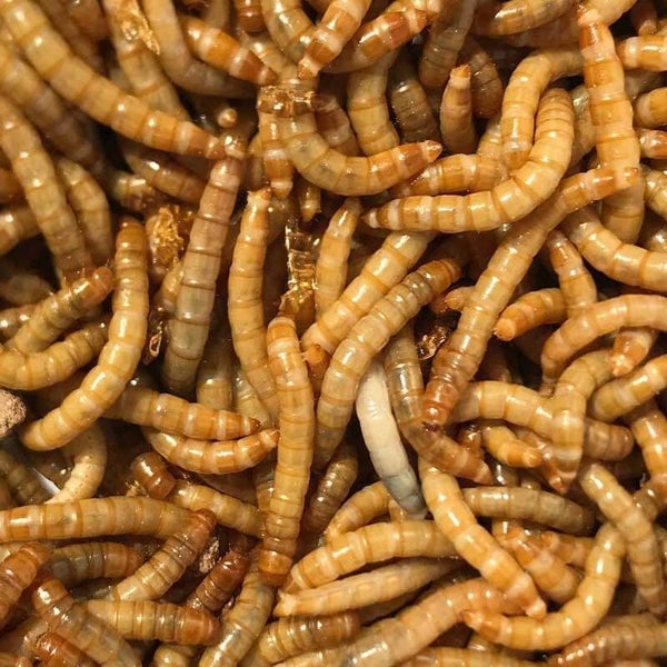 Live Mealworms 500 Pack Carousel 1