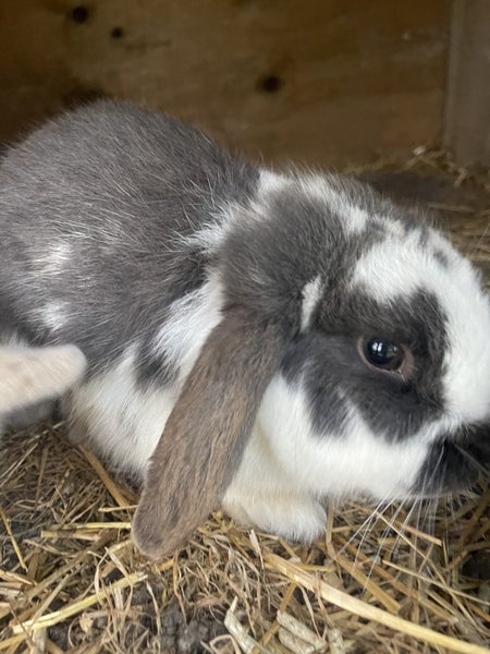 pure bred mini lop kits Carousel 17