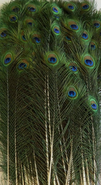 Feathergirl: 25 Feathers ~ Peacock Eye $1 Reserve Carousel 1