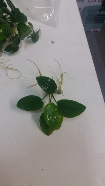 Anubius nana Carousel 1