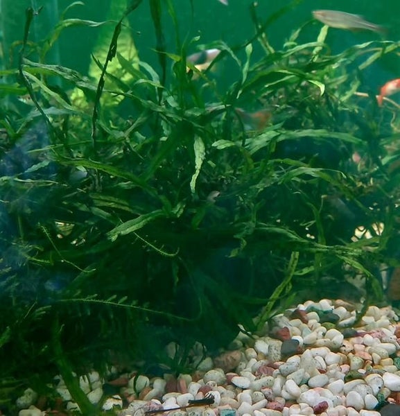Narrow Leaf Java fern Carousel 1