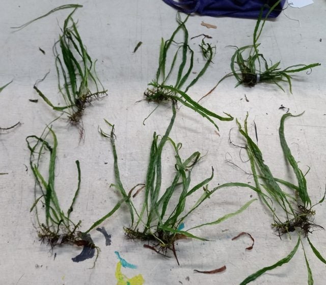 Narrow Leaf Java fern Carousel 2