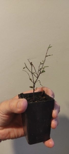 Muehlenbeckia Complexa x 50 Carousel 1