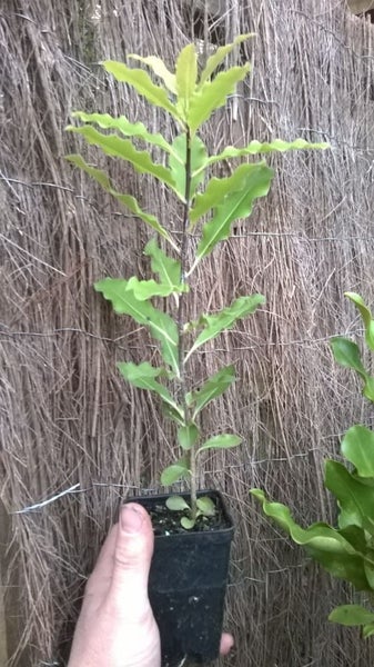 Pittosporum Eugenioides, x 50 Carousel 1
