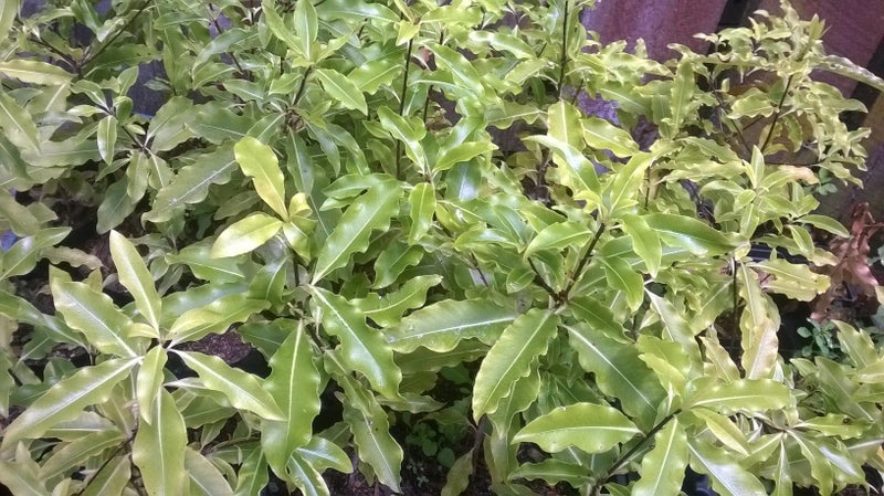 Pittosporum Eugenioides, x 50 Carousel 2