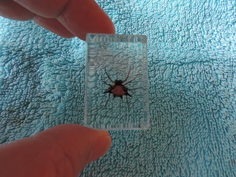 Unusual but Awesome Spiky Spider Specimen Carousel 2