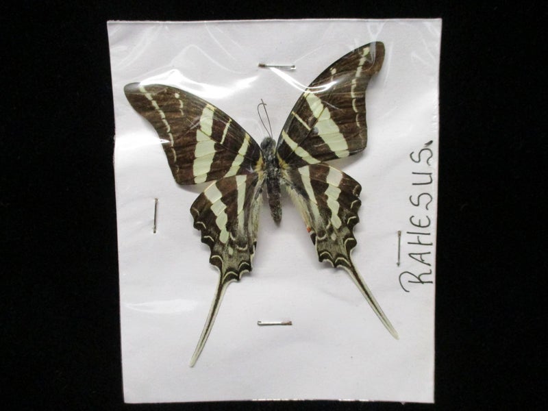 BF 169 - Beautiful Butterfly - Taxidermy - Small - Carousel 1