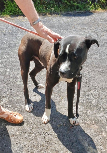 Sox - Urgent Rehome by 24 May, Good with Other Dogs and Children Carousel 2