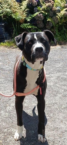 Sox - Urgent Rehome by 24 May, Good with Other Dogs and Children Carousel 5