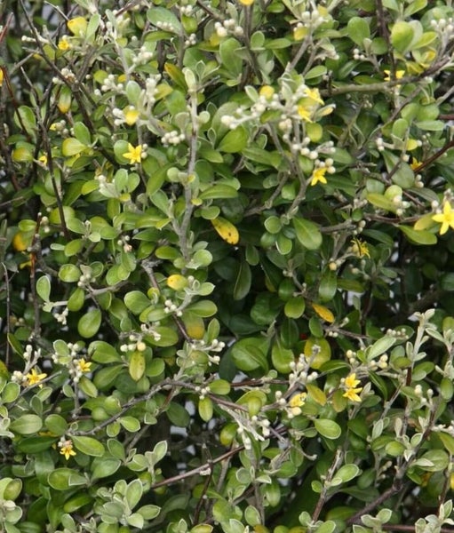 Corokia Emerald n Jade x 50 Carousel 1