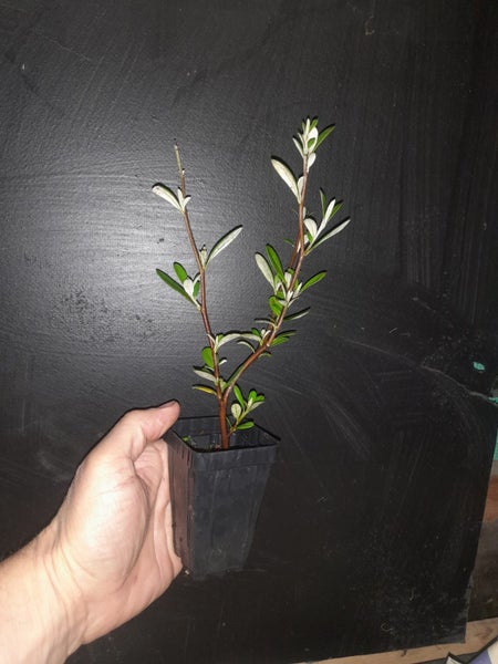 Corokia Red Wonder x 50 Carousel 2