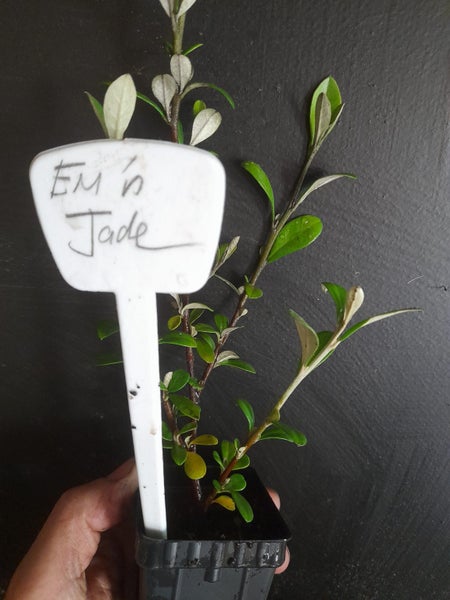 Corokia Emerald n Jade x 50 Carousel 3