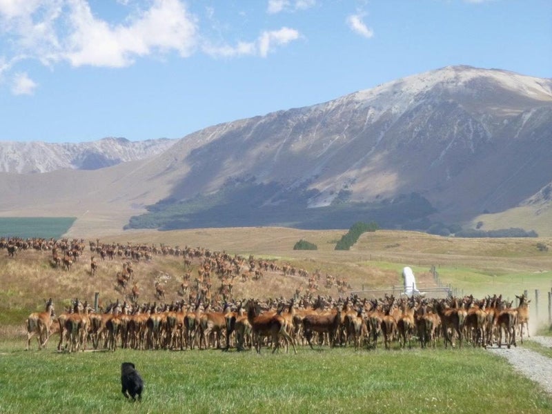 Mesopotamia Station, Carousel 1