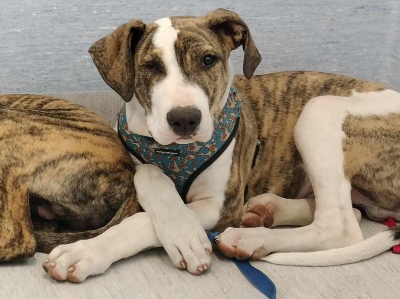 Pound Paws Rescue - Ratu - Waimate Carousel 2