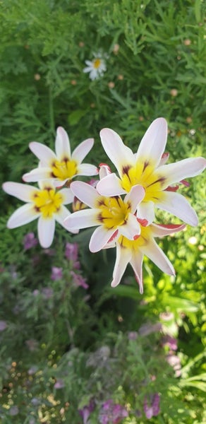 Sparaxis white 1 bulb Carousel 1
