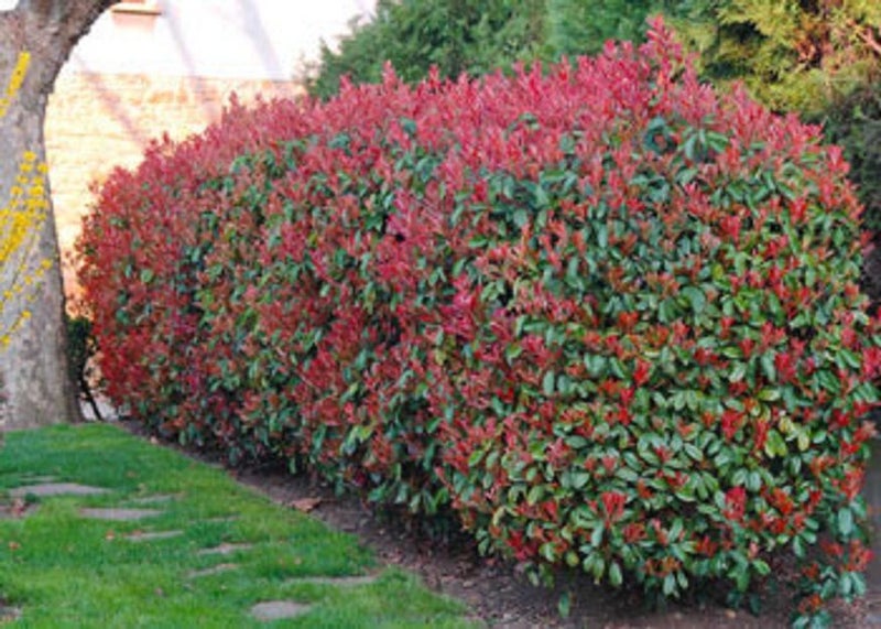 Photinia Red Robin Carousel 1