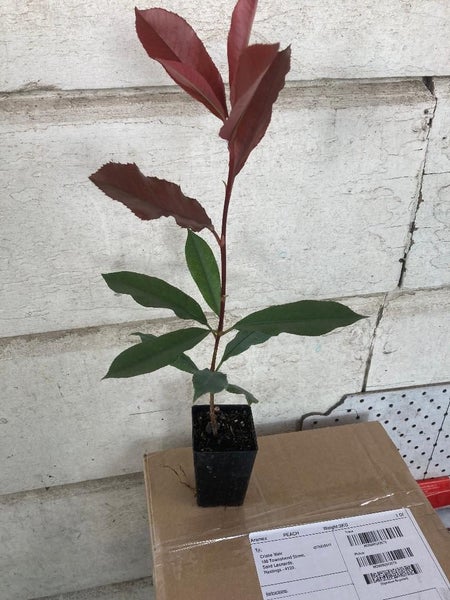 Photinia Red Robin Carousel 2