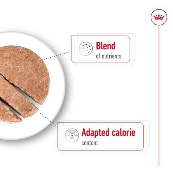 Royal Canin Dog Mini Ageing Mousse 195g Carousel 2