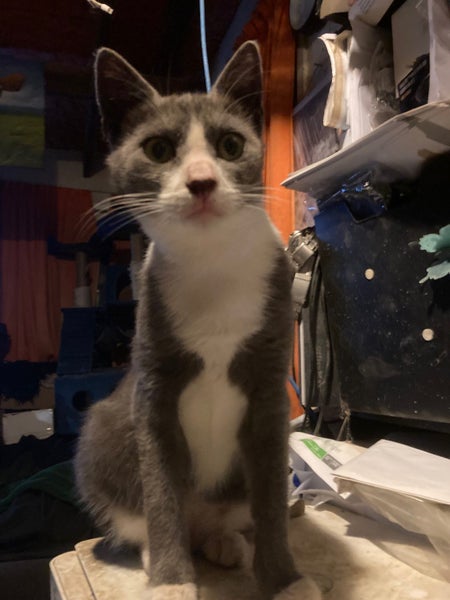Bubba is missing from Waiotira Carousel 1