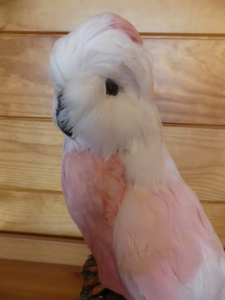 taxidermy pink parrot Carousel 1