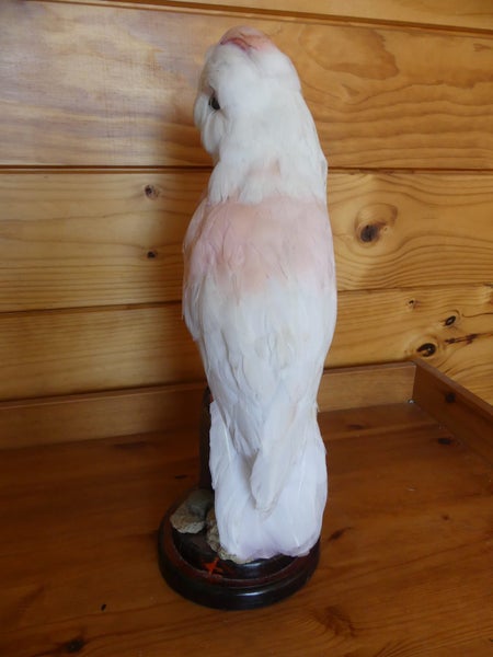 taxidermy pink parrot Carousel 2