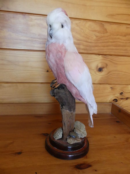 taxidermy pink parrot Carousel 4