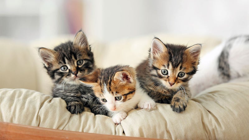 Kittens Kittens Kittens - CCCR Carousel 1