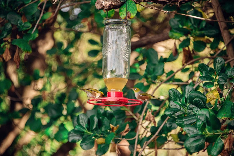 Topflite Nectar Feeder Tui Feeder Carousel 4