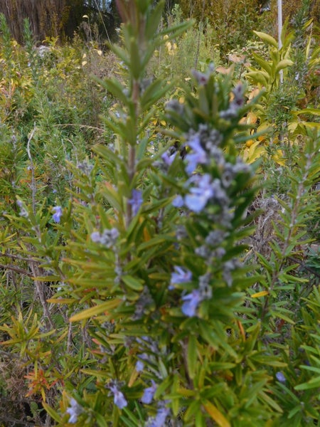 Rosemary Tuscan Blue Carousel 1