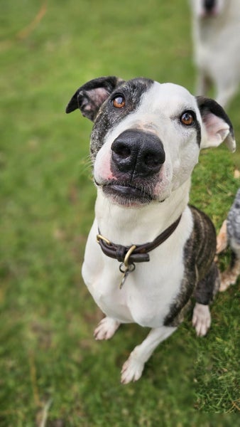 Jude Rescue Dog - CDRRNZ Carousel 1