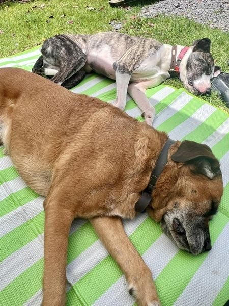Jude Rescue Dog - CDRRNZ Carousel 11